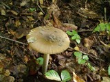 Amanita rhacopus image