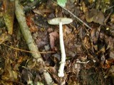 Amanita rhacopus image