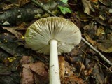 Amanita rhacopus image