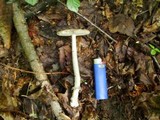 Amanita rhacopus image