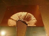 Amanita rhacopus image