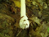 Amanita banningiana image