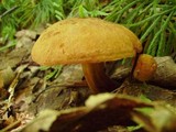 Boletus innixus image