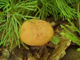 Boletus innixus image