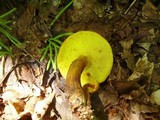 Boletus innixus image