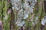 Anaptychia palmulata image