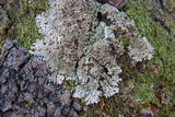 Anaptychia palmulata image