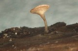 Crocicreas cyathoideum image