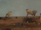 Crocicreas cyathoideum image
