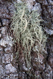 Usnea pensylvanica image