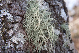 Usnea pensylvanica image