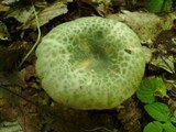 Russula virescens image