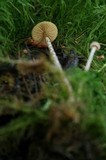 Galerina paludosa image