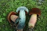 Boletus luridiformis image