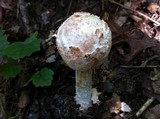 Amanita daucipes image