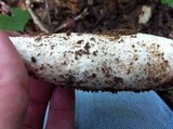Amanita daucipes image