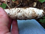 Amanita daucipes image
