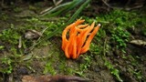 Clavulinopsis aurantiocinnabarina image