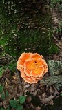Laetiporus cincinnatus image