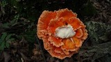 Laetiporus cincinnatus image