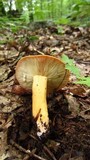 Lactarius volemus image