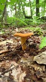 Lactarius volemus image