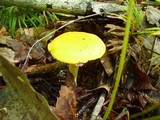 Cortinarius luteus image