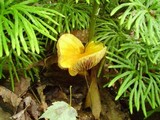 Cortinarius luteus image