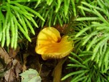 Cortinarius luteus image