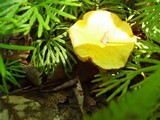 Cortinarius luteus image