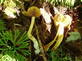 Cortinarius luteus image