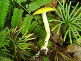 Cortinarius luteus image