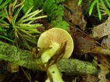 Cortinarius luteus image