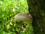 Lentinula edodes image