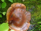 Lentinula edodes image