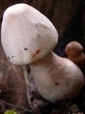 Leucoagaricus americanus image