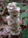 Hemimycena candida image