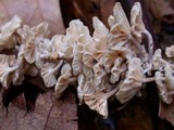 Hemimycena candida image