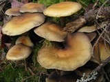 Hypholoma capnoides image