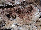 Ceriporia purpurea image