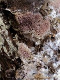 Ceriporia purpurea image