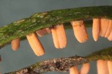 Pucciniastrum goeppertianum image
