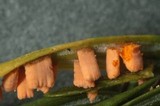 Pucciniastrum goeppertianum image