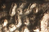 Hysterographium fraxini image