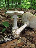 Amanita subcokeri image