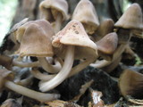 Mycena overholtsii image