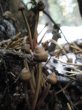 Mycena overholtsii image