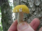 Russula claroflava image