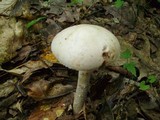 Amanita peckiana image