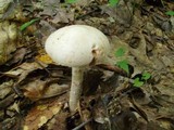 Amanita peckiana image